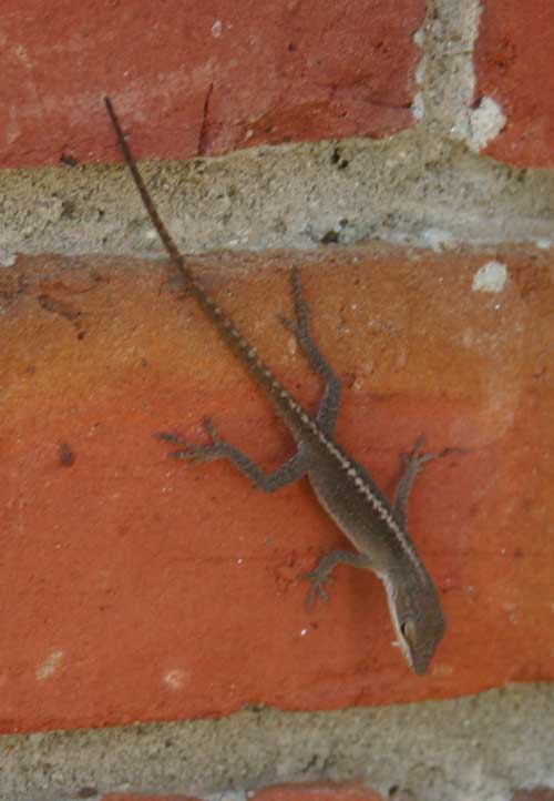 brown colored green anole