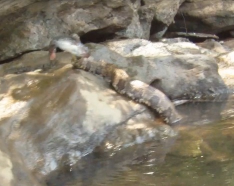 Snake eating a catfish