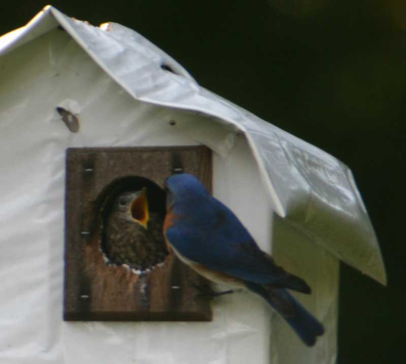 Daddy bluebird feeding one of the babies.
