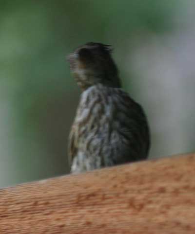 Female hose finch