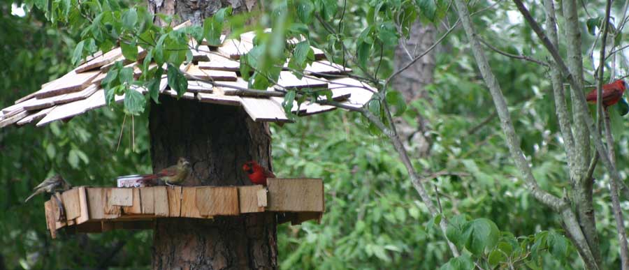 Cardinals in a feeder and adjacent tree
