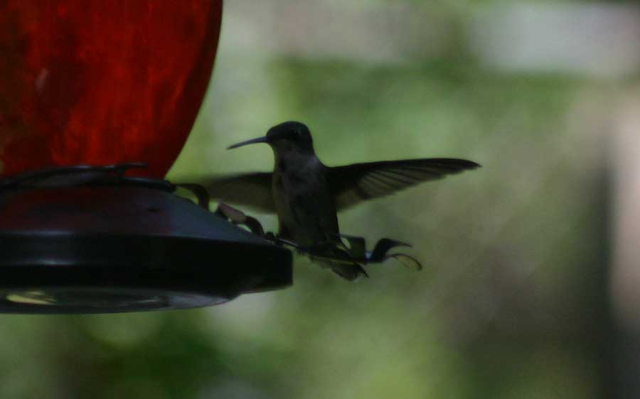 Hummingbird about to land.