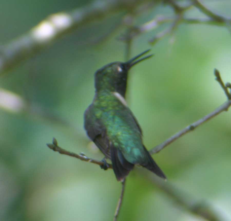 Male hummingbird