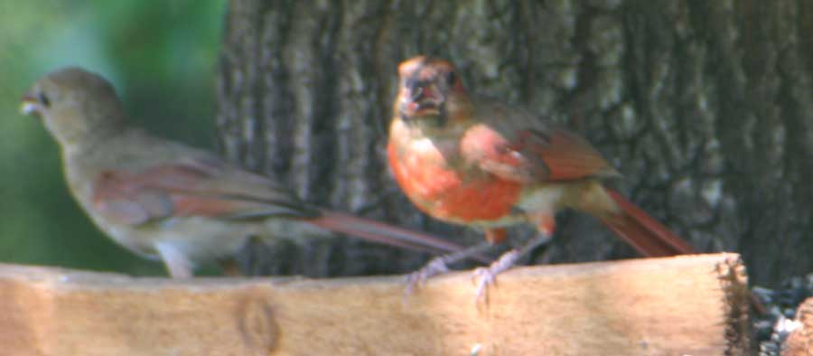 Mother and young male cardinals.