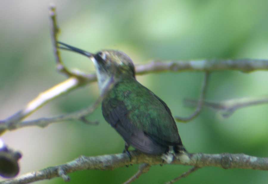 Backside view of a hummingbird