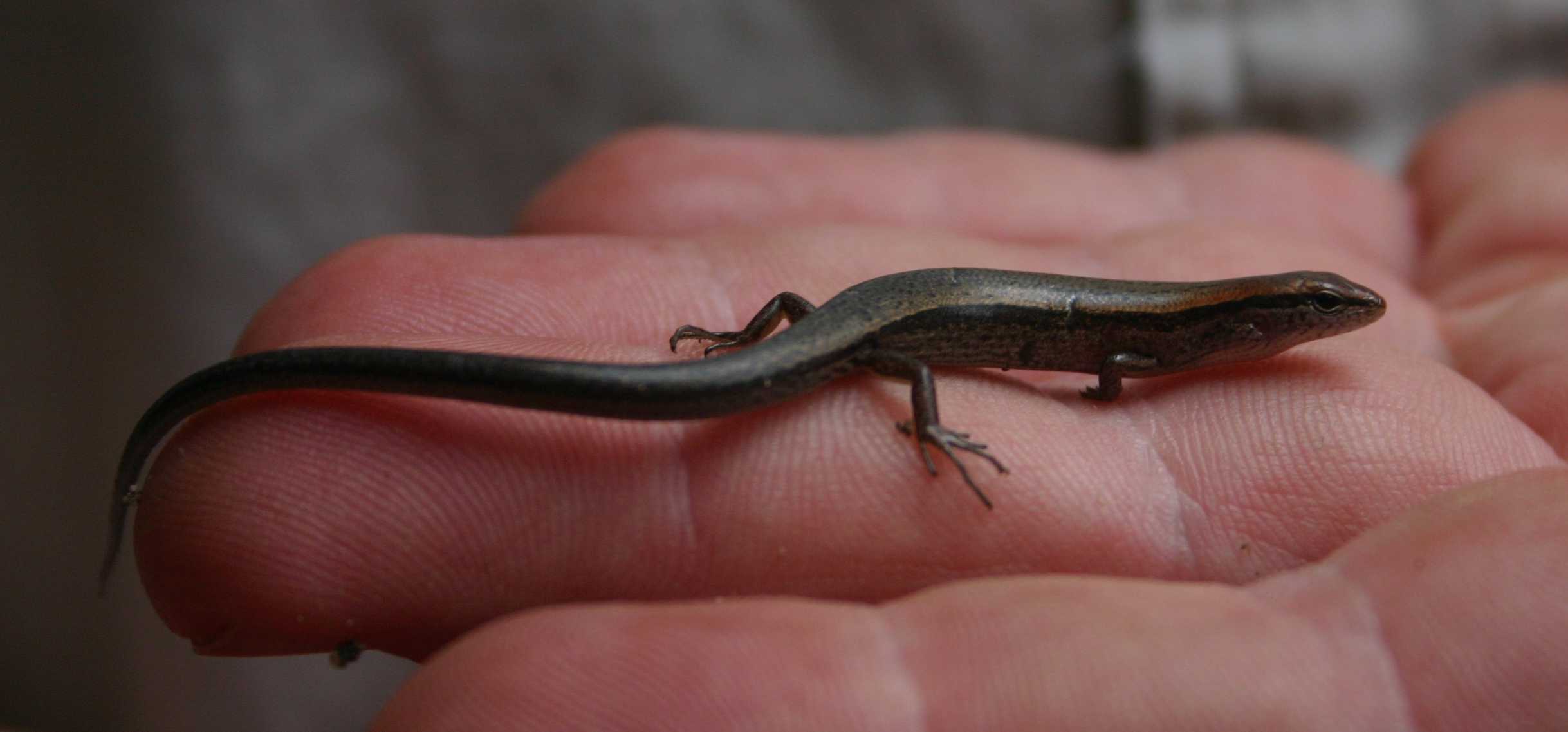 typical sized ground skink in my hand